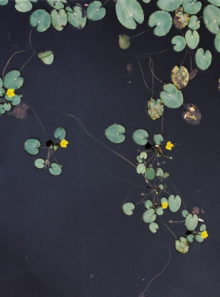 Leid im Kinderwunsch (Teil 1) 